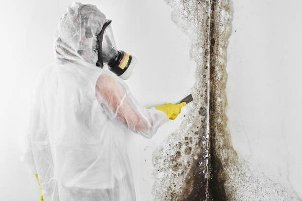 Best Post-Flood Mold Remediation in Cascade Valley, WA