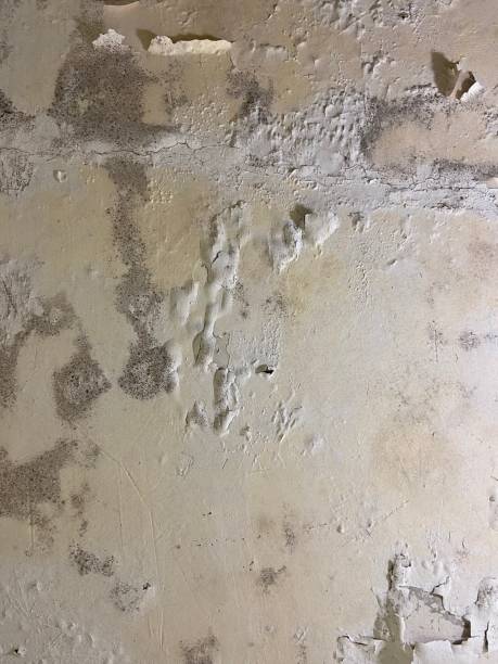 Best Mold Remediation for Schools in Cascade Valley, WA