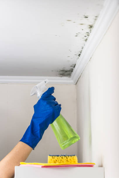 Best Attic Mold Remediation in Cascade Valley, WA